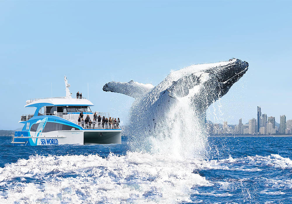 Whale Watching - Sea World Resort Package Deals