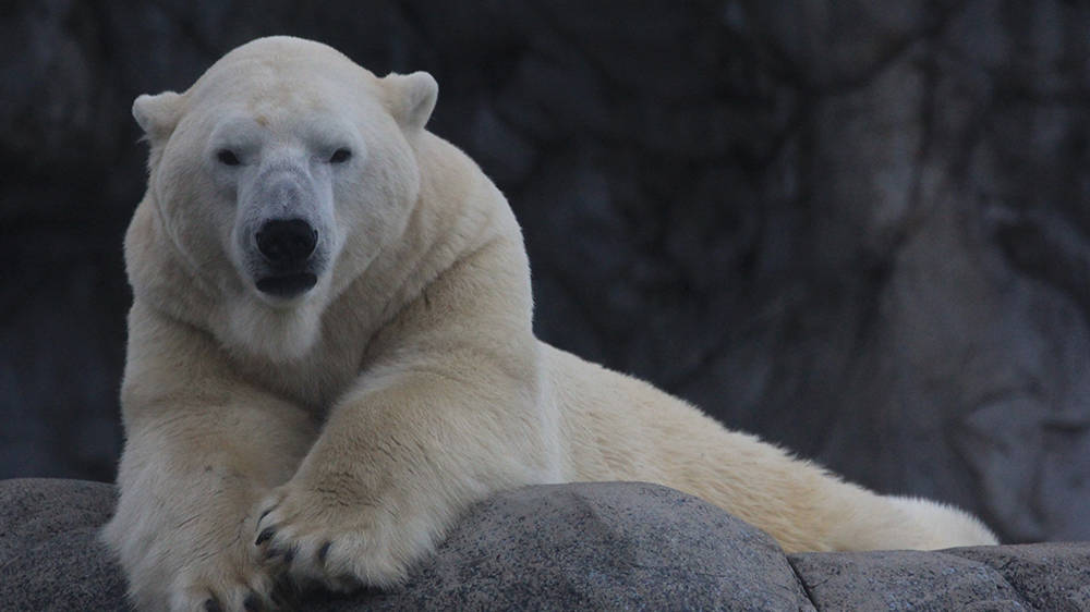Details about   Seaworld Polar Bear NWOT 