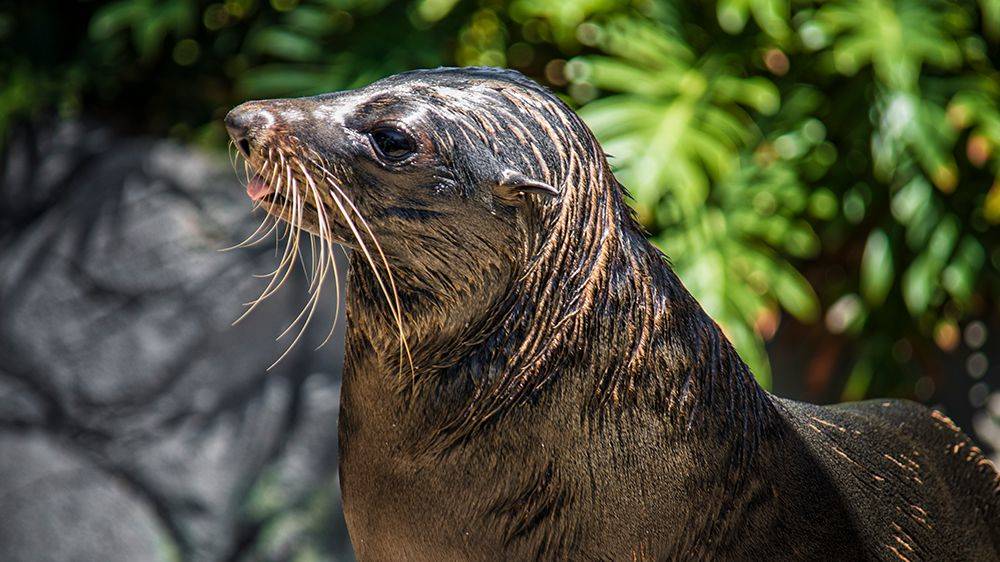 Seals at Sea World on the Gold Coast Australia