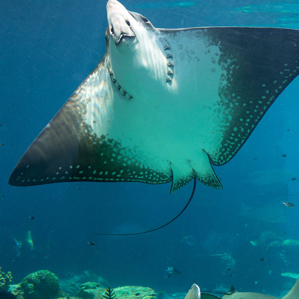 Meet some of Sea World Australia's animals