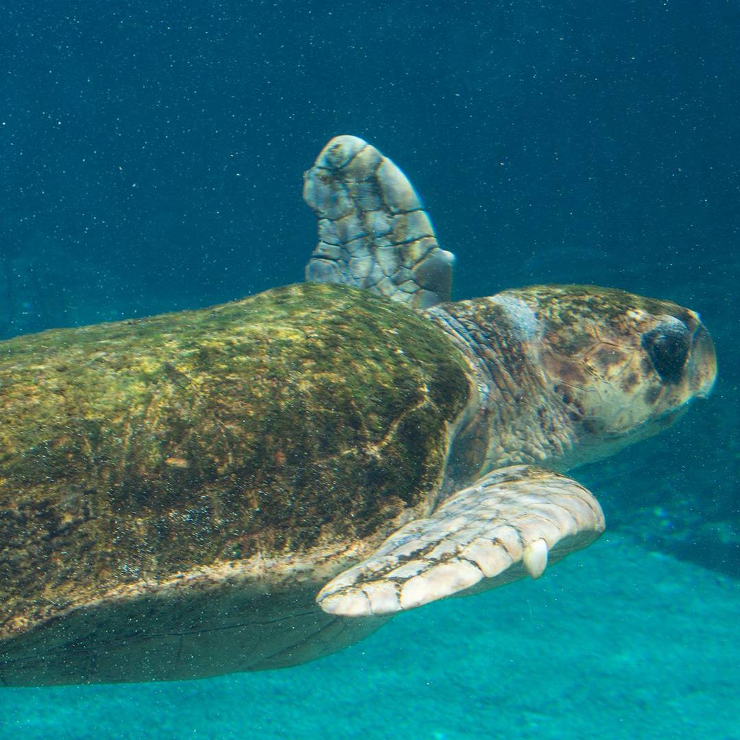 Meet some of Sea World Australia's animals