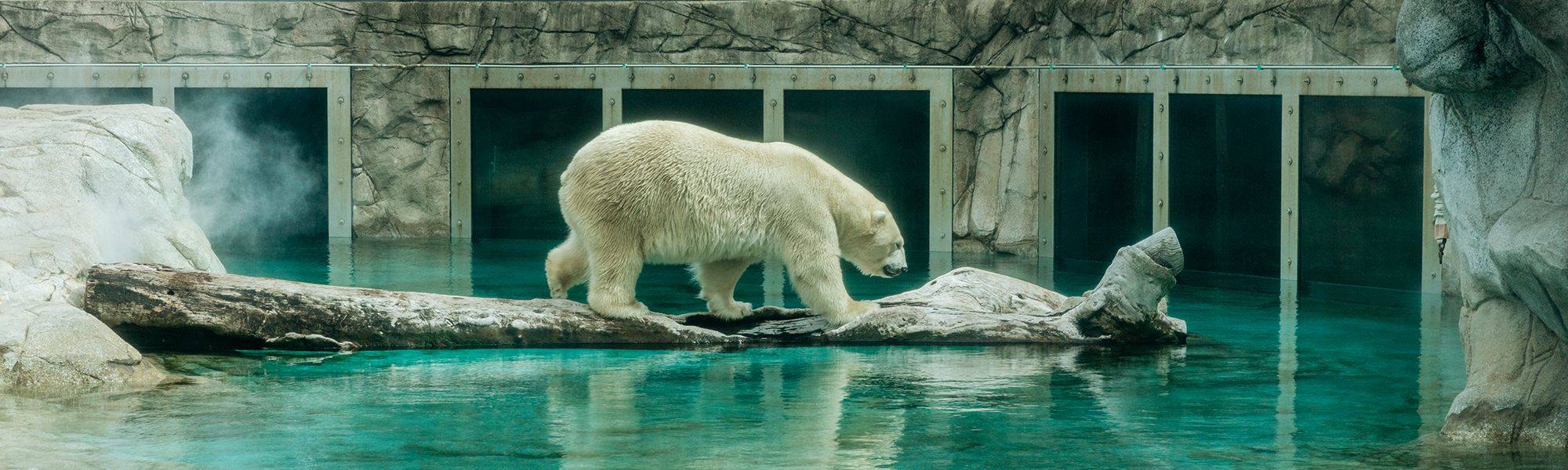 Details about   Seaworld Polar Bear NWOT 